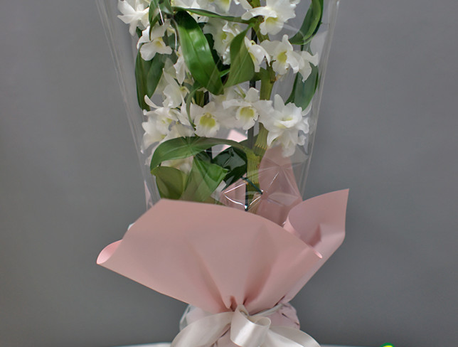 Орхидея Дендробиум Фото